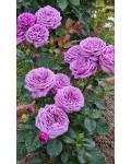 Floribunda rose Блу Скай Фрілендер фото